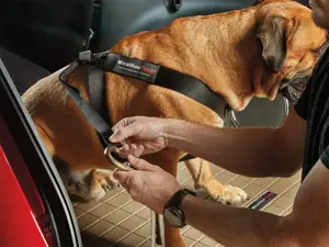 Pet Restraint | WeatherTech
